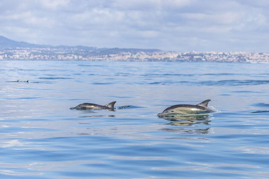 Lisbon: Dolphin Watching with Marine Biologist - Who should book (and who should skip this day at sea)