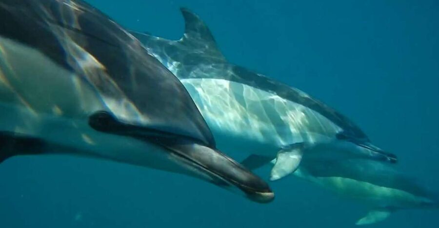 Lisbon: Dolphin Watching with Marine Biologist - Finding SeaEO and the red-bridge dock in Doca de Santo Amaro