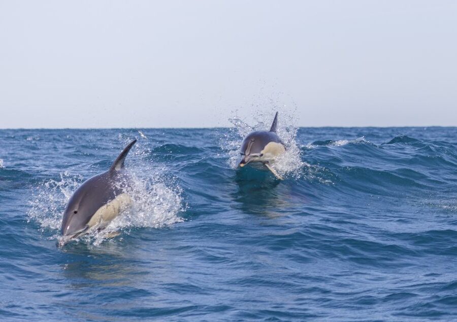 Lisbon: Dolphin Watching with Marine Biologist - Out on the water: how dolphin scanning works with a marine biologist