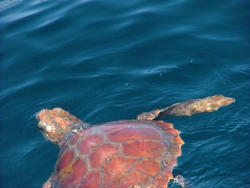 Lisbon: Dolphin Watching with Marine Biologist - Bugio Lighthouse and the Cascais side: why the route helps your chances