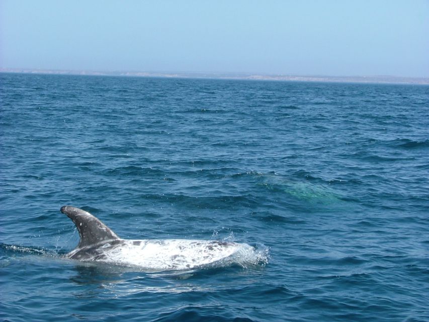 Lisbon: Dolphin Watching with Marine Biologist - Beyond dolphins: learning marine behavior, conservation habits, and what to expect