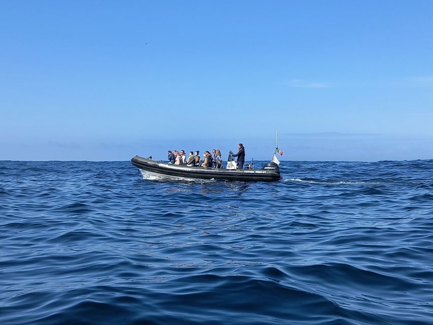 Lisbon: Dolphin Watching with Marine Biologist - Comfort, seasickness, and what to pack for a small-boat day