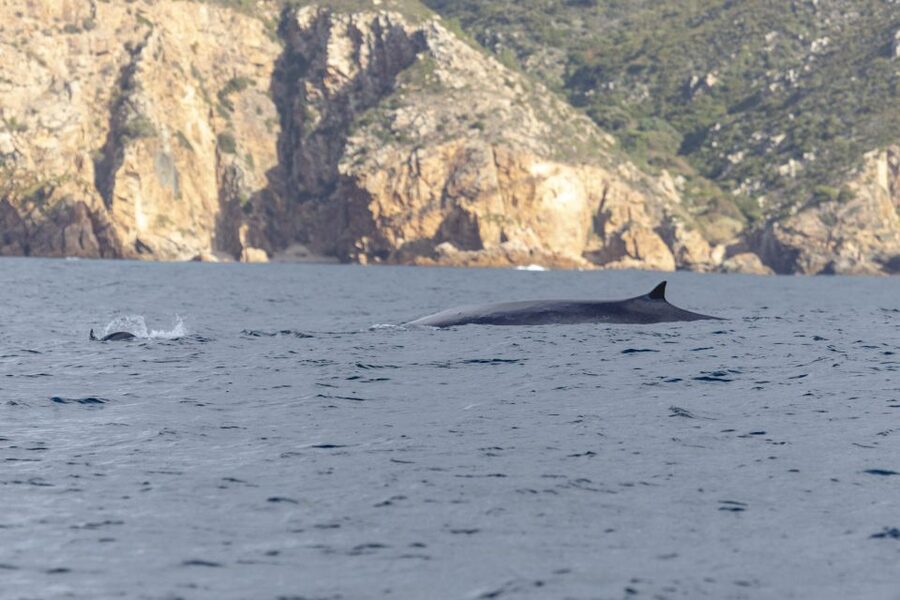 Lisbon: Dolphin Watching with Marine Biologist - Price and value: why $76 can make sense here