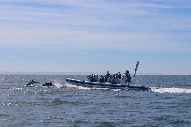 Lisbon: Dolphin Watching with Marine Biologist - Small Group - Marine biologist guidance: what you’ll learn while you watch