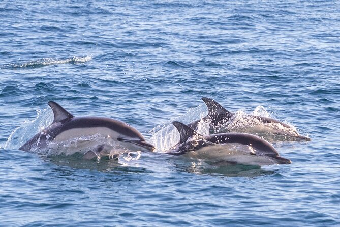 Lisbon: Dolphin Watching with Marine Biologist - Small Group - The route and stops: Tagus River, Bugio, and the Cascais side views