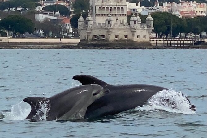 Lisbon: Dolphin Watching with Marine Biologist - Small Group - Who this tour fits best (and who should reconsider)