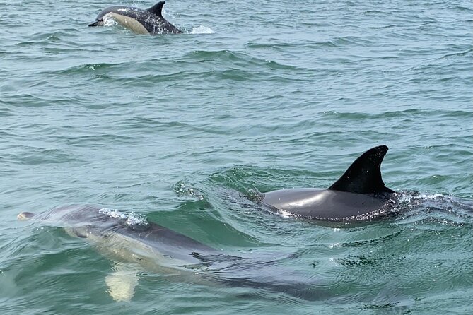 Lisbon: Dolphin Watching with Marine Biologist - Small Group - Value check: is $61 for 3 hours a good deal?