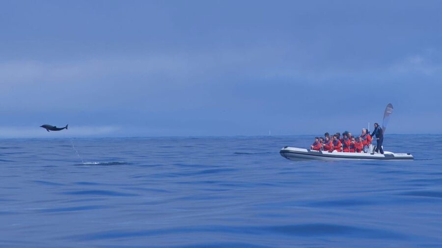 Lisbon: Dolphin Watching with Marine Biologist - Small Group - Practical tips to make your day smoother