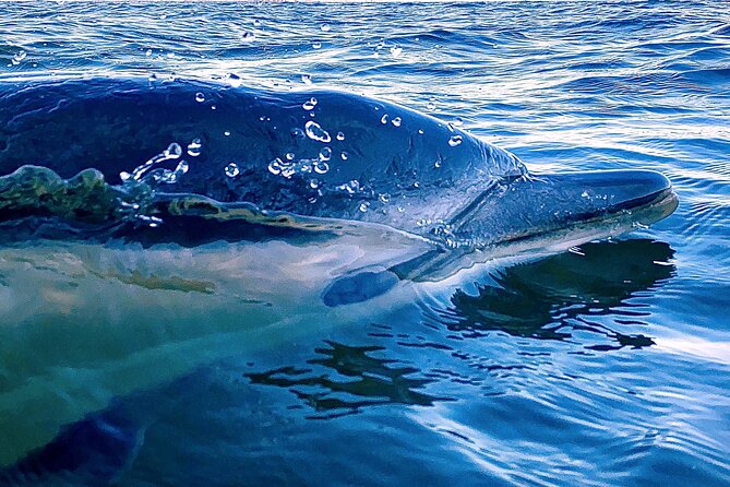 Lisbon: Dolphin Watching with Marine Biologist - Small Group - The Oceanic Lounge start: coffee, restrooms, and a real safety briefing
