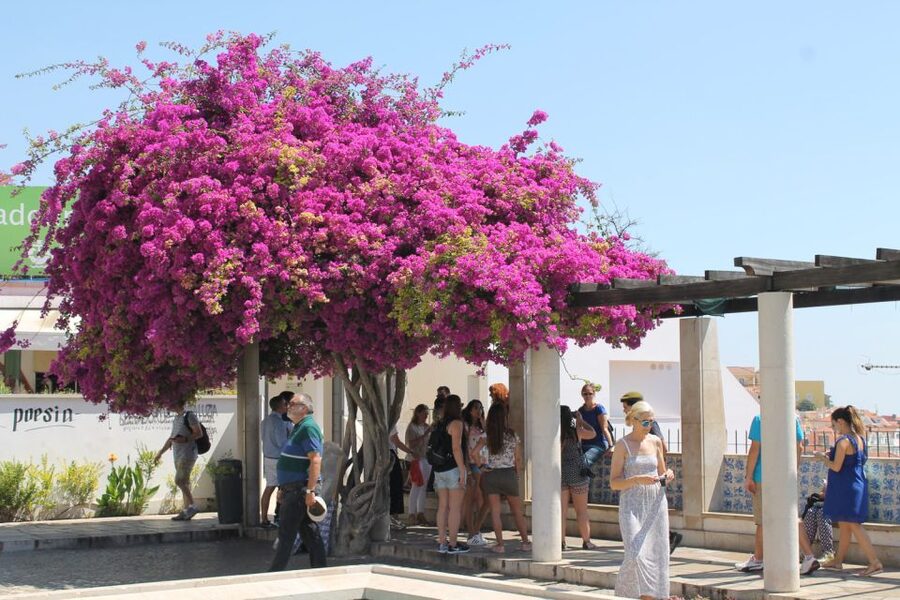 Lisbon: Full-Day Private Walking Sightseeing Tour - Meeting under the Arco da Rua Augusta, then getting your bearings
