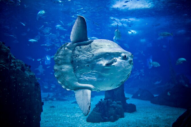 Lisbon Hop-On Hop-Off Bus and Boat Tour with Oceanário Ticket - Getting to the Oceanário: Stop 5 on the Oriente Line