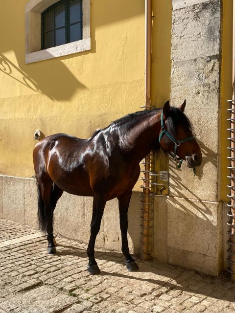 Lisbon: Morning of Equestrian Art with Lusitano Horses - Nora Patio rehearsals: the court atmosphere in period costume