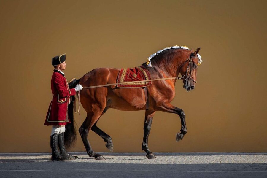 Lisbon: Morning of Equestrian Art with Lusitano Horses - How the audio guide changes the experience