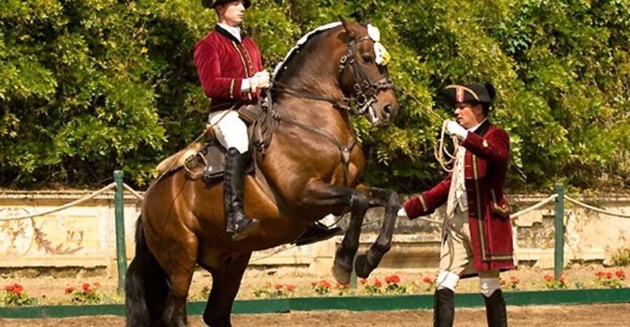Lisbon: Morning of Equestrian Art with Lusitano Horses - Henrique Calado Riding Ring: the “behind the scenes” value