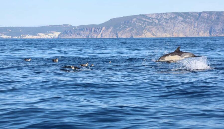 Lisbon: Ocean Safari with Marine Biologists - 9:30 AM Starts and Two Lisbon Dock Options