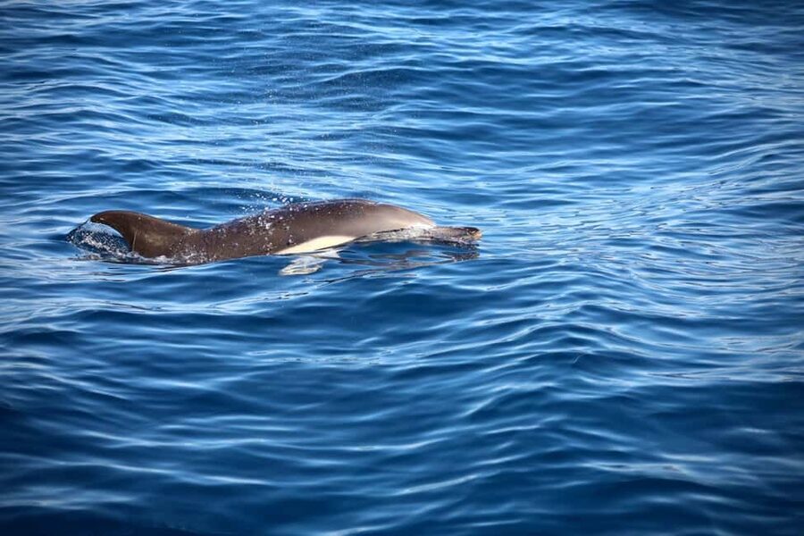 Lisbon: Ocean Safari with Marine Biologists - Choppy Seas vs. Calm Water: How the Ride Feels