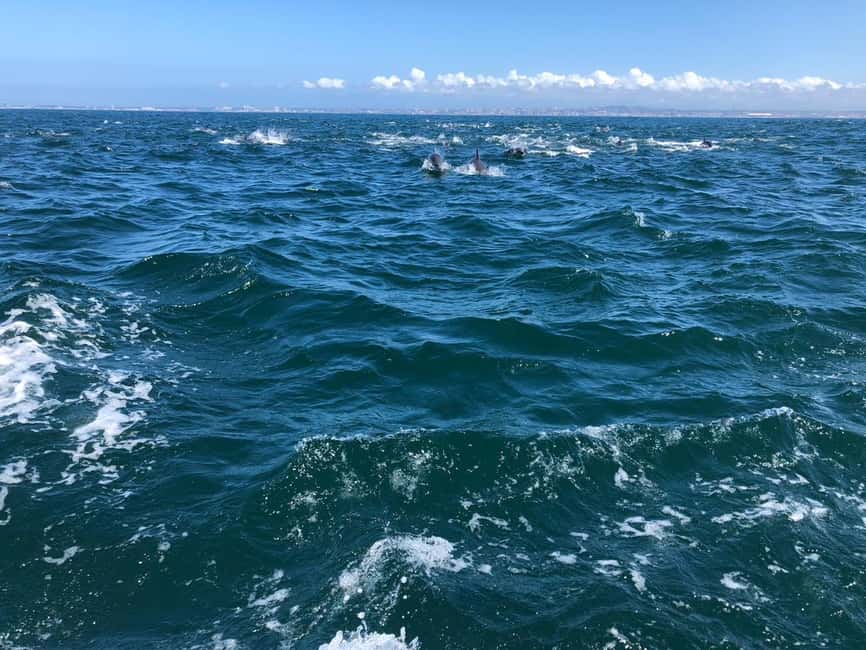 Lisbon: Ocean Safari with Marine Biologists - Cliff Views and the Old Lighthouse Moment