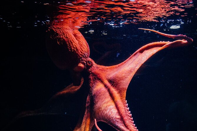 Lisbon Oceanario: Aquarium Entrance Ticket - The four-habitat layout: North Atlantic to tropical zones