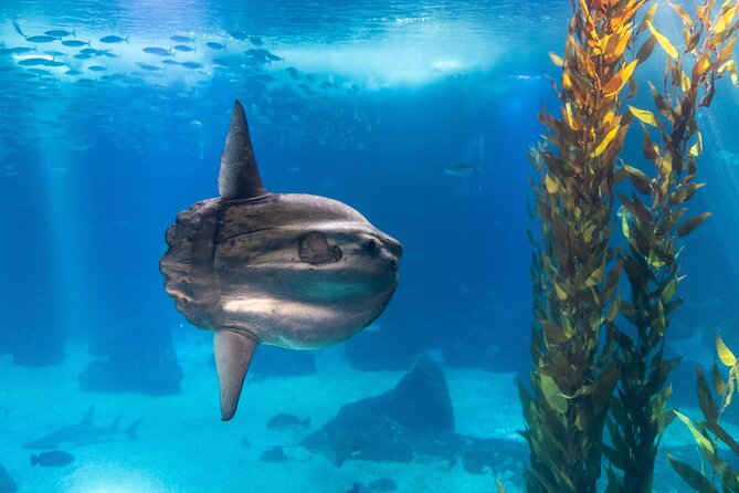Lisbon Oceanario: Aquarium Entrance Ticket - Two levels of viewing: how to move without missing the best spots