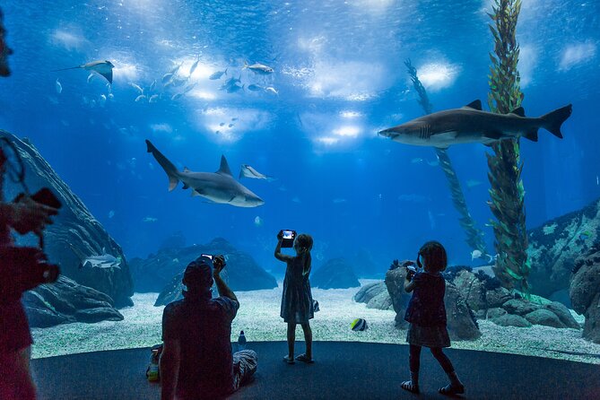 Lisbon Oceanario: Aquarium Entrance Ticket - Price and value: is $30.17 worth it?