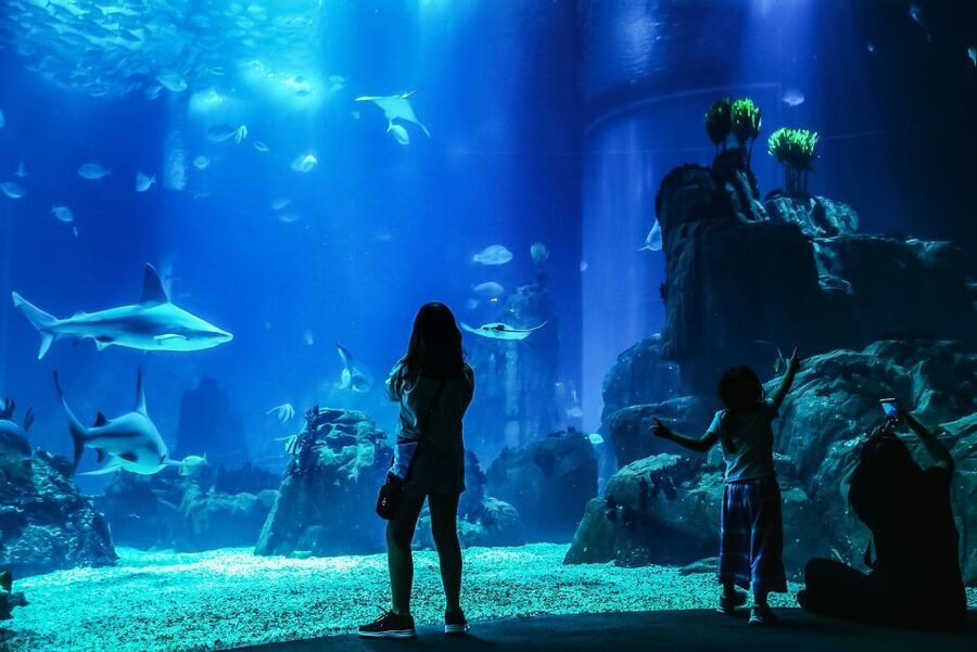 Lisbon: Oceanário de Lisboa Entrance Ticket - Oceanário de Lisboa basics: what your ticket really gets you