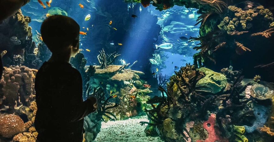 Lisbon: Oceanário de Lisboa Entrance Ticket - Four ocean worlds in one walk: how the basins change the mood