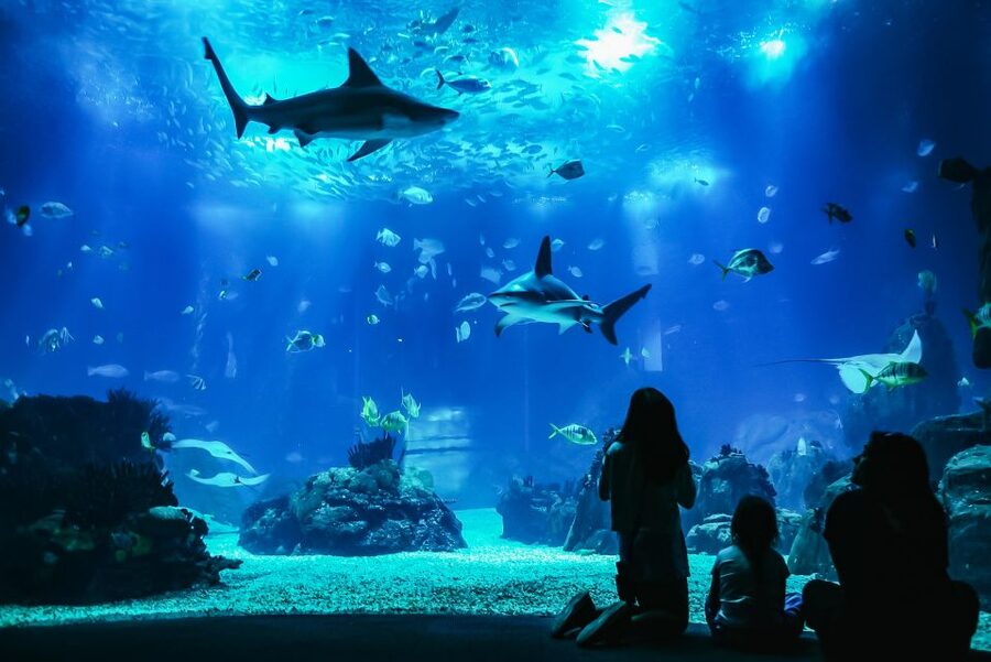 Lisbon: Oceanário de Lisboa Entrance Ticket - Coral reefs, information panels, and the good kind of learning