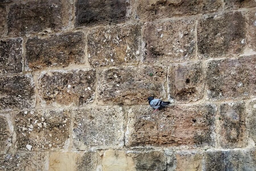 Lisbon: Old Town Private Walking Tour - Quick hits before you go