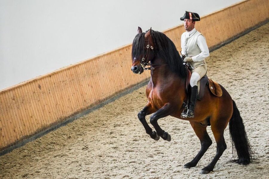 Lisbon: Portuguese Riding School Trainig with Lusitano Horse - A Portuguese riding school morning that teaches how the work is made