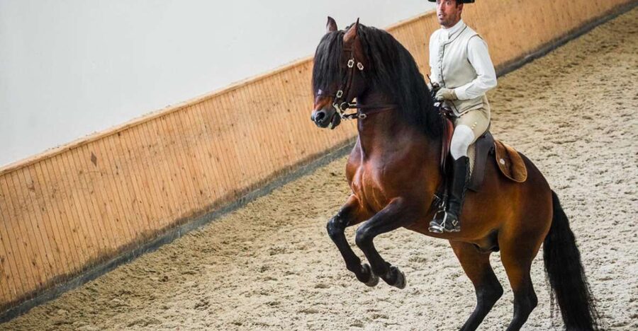 Lisbon: Portuguese Riding School Trainig with Lusitano Horse - Alter Real Stud Farm connection: why it matters