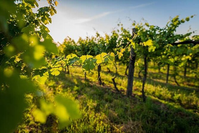 Lisbon: Private Arrábida & Comporta Wine Tour - Arrábida-to-Comporta: the pairing that makes the day work