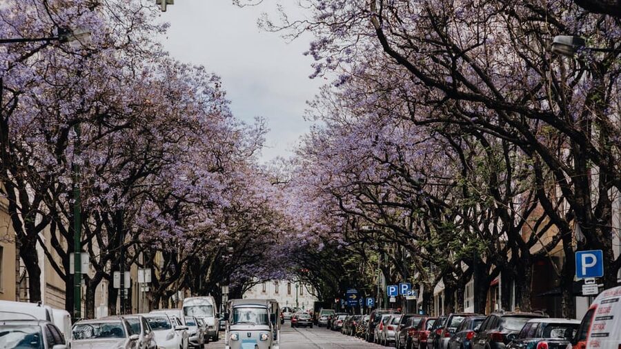 Lisbon: Private City Tour by Tuk-Tuk - Key takeaways before you go