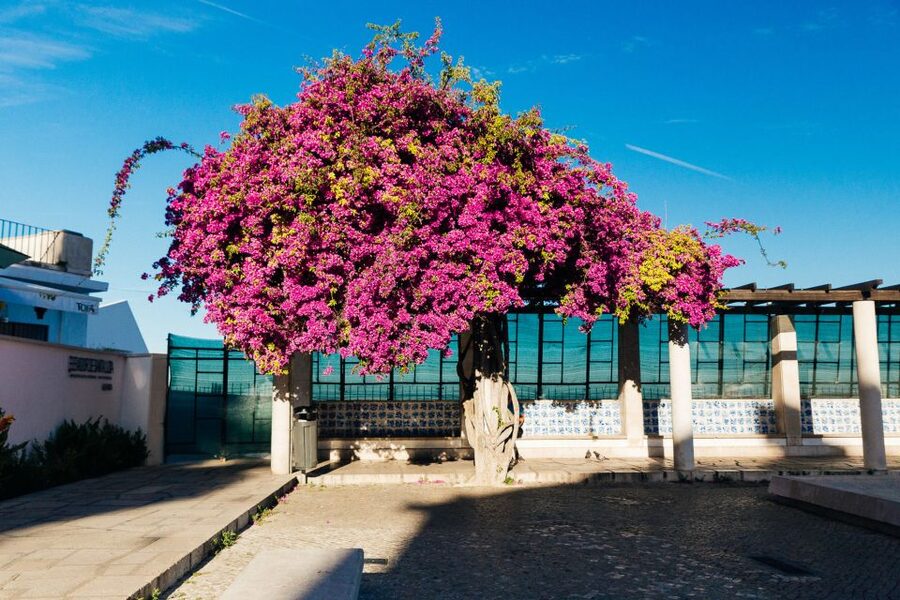Lisbon: Private Evening Tour with Drinks & Bites in Alfama - Price and value: what $95 per person buys you (and why it’s fair)