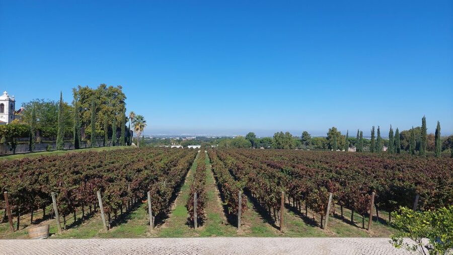 Lisbon: Private Full-Day Wine Tasting Tour in a premium car - Winery stop #1 in Azeitão: guided tasting with time to listen