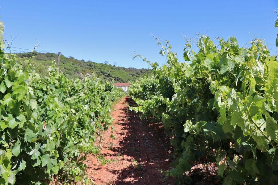 Lisbon Private Setúbal Region Wine Tasting Tour - Quinta do Alcube and Assis Lobo in Palmela: where the smaller places shine