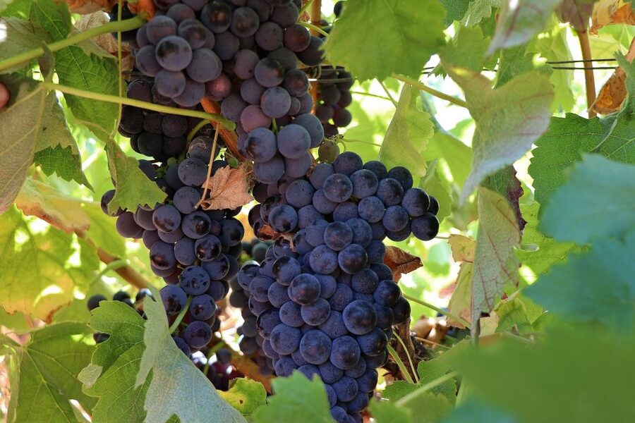 Lisbon Private Setúbal Region Wine Tasting Tour - Arrábida Natural Park views: the scenery that actually changes the day