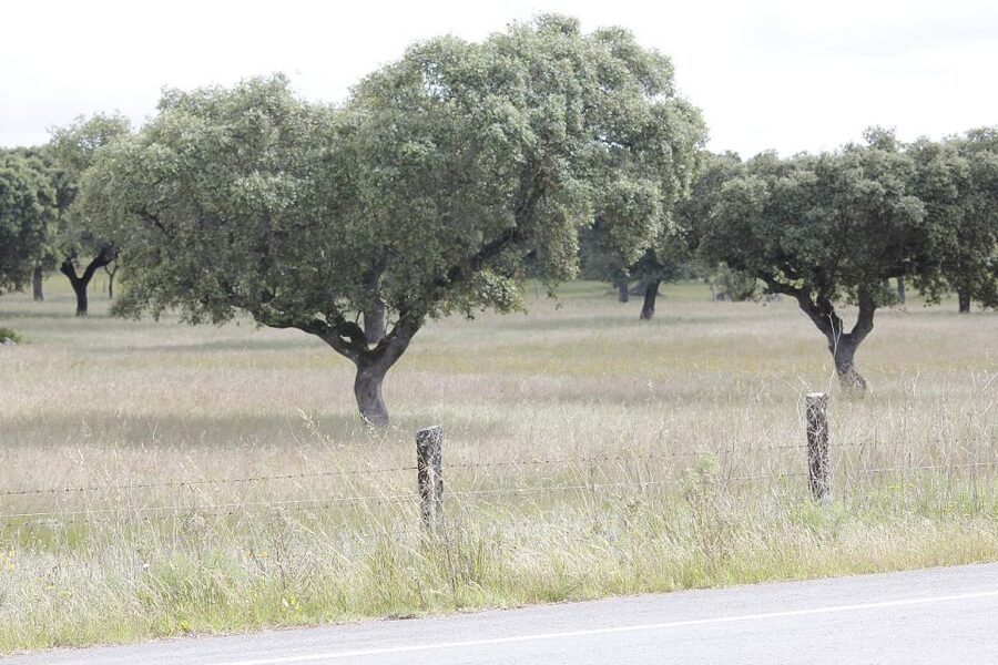 Lisbon: Private Tour to Évora and Cork Factory - Key highlights worth knowing