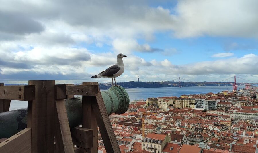 Lisbon: Saint George's Castle Entry Ticket and Guided Visit - Key takeaways before you go