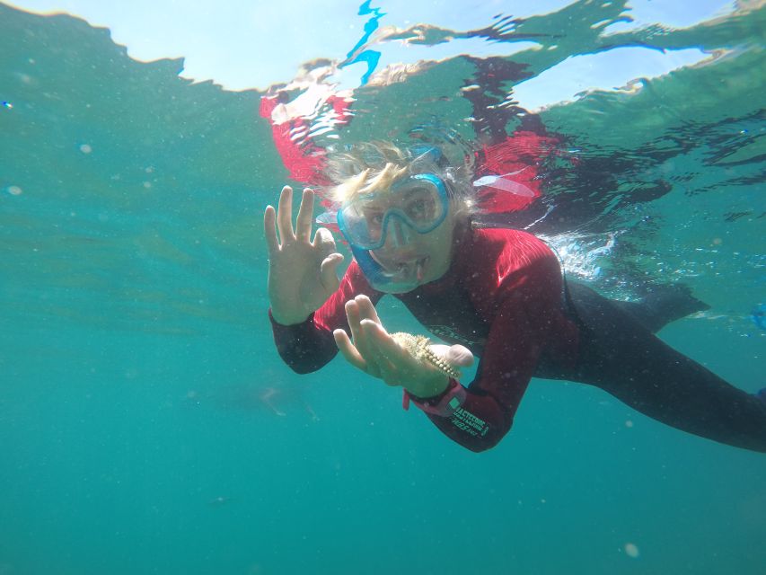 Lisbon: Snorkelling in Sesimbra/Arrábida Natural Park - Professor Luis Saldanha Marine Park: the biodiversity you can see