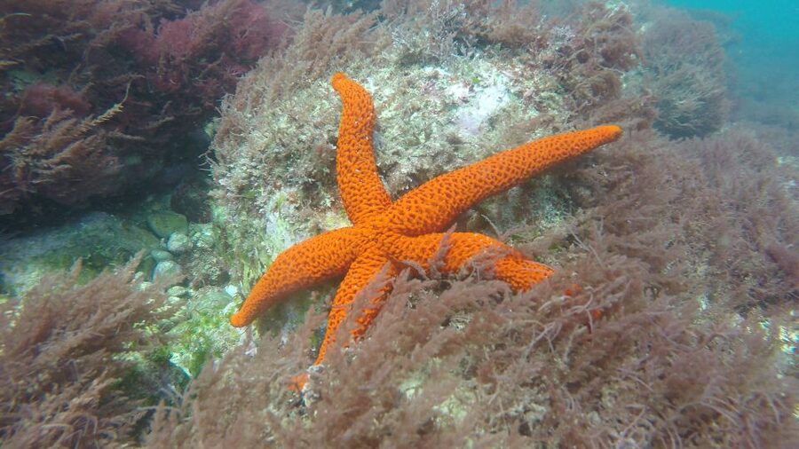 Lisbon: Snorkelling in Sesimbra/Arrábida Natural Park - Underwater encounters: what you should actually expect to notice
