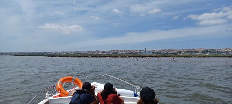 Lisbon: Tagus Estuary Nature Reserve Birdwatching Boat Tour - Why the Tagus Estuary feels like Lisbon’s best wildlife detour