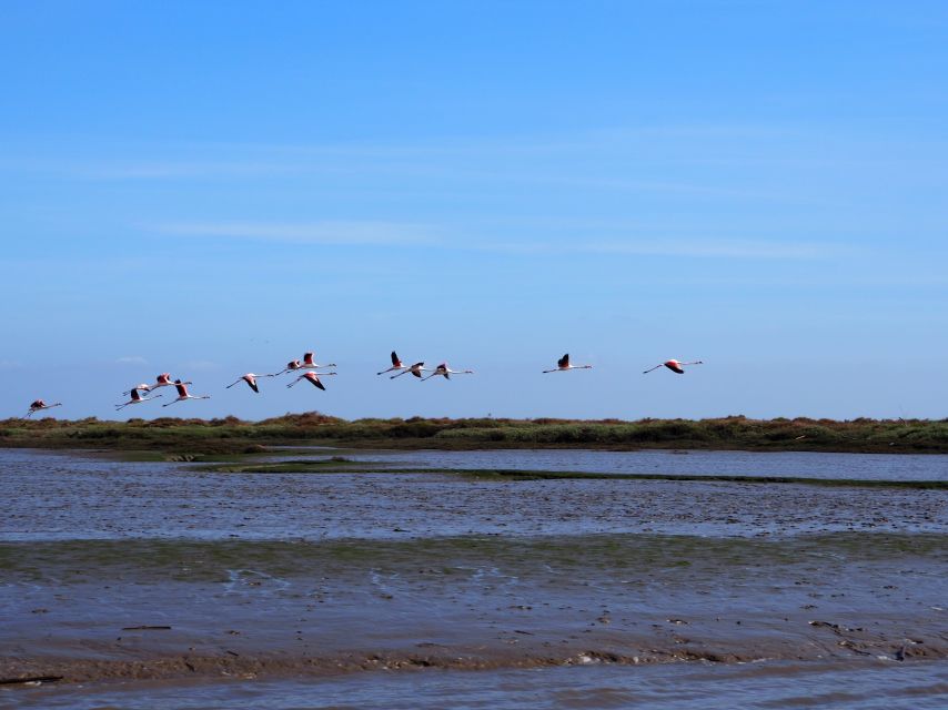 Lisbon: Tagus Estuary Nature Reserve Birdwatching Boat Tour - The short city-to-river warm-up: Parque das Nações and Bairro dos Pescadores