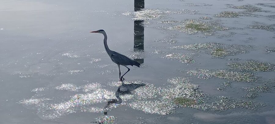 Lisbon: Tagus Estuary Nature Reserve Birdwatching Boat Tour - Mouchao da Povoa and the Vasco da Gama Bridge pass: changing scenes, same wildlife focus