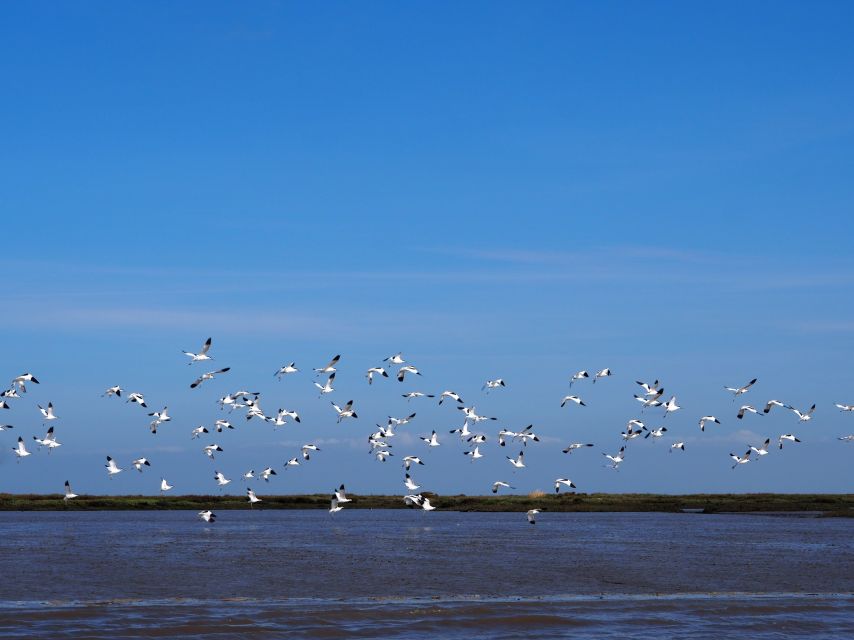 Lisbon: Tagus Estuary Nature Reserve Birdwatching Boat Tour - What to bring (and what to wear) for Lisbon birding on open water