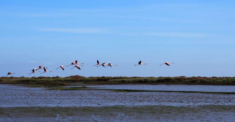 Lisbon: Tagus Estuary Nature Reserve Birdwatching Boat Tour - Meeting at Onda Luso-Americana: the easiest way to start this day right
