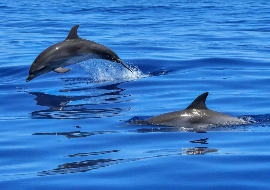 Lisbon: Tagus River Cruise to the Ocean & Dolphin Watching - Open Bar and the Guide Crew: Why the 2.5 Hours Feel Like More