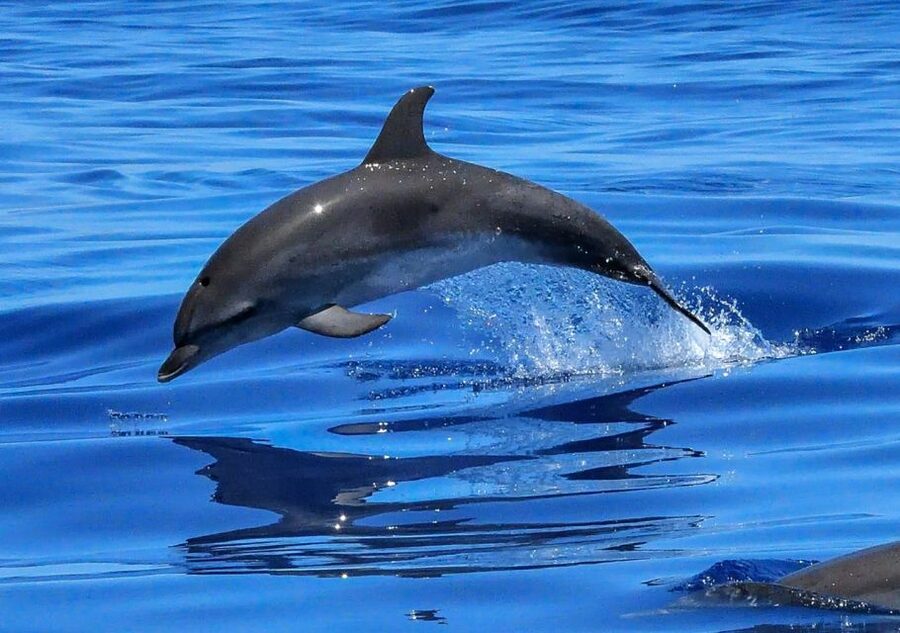 Lisbon: Tagus River Cruise to the Ocean & Dolphin Watching - Price and Value: Is This $38 Cruise a Good Deal?