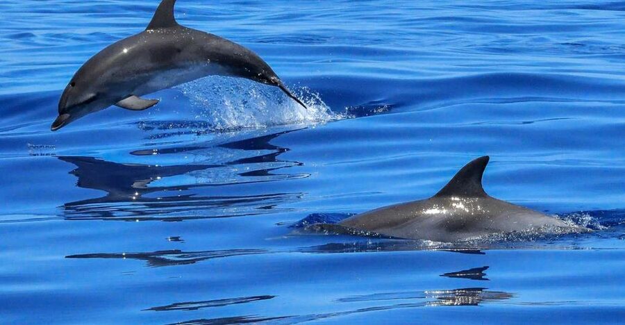 Lisbon: Tagus River Cruise to the Ocean & Dolphin Watching - Dolphin Watching: What You Can Realistically Expect (And How to Increase Your Odds)