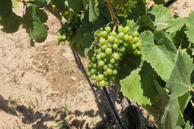 Lisbon Wine Tour: Azeitao, Setubal and Arrabida and Hotel Pickup - Cristo Rei Optional Stop: A Short Finale If Timing Allows