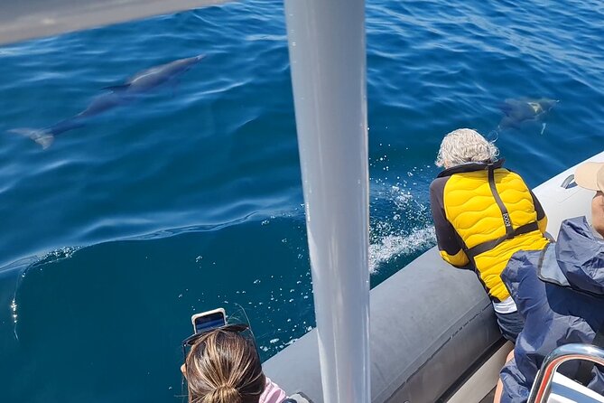 Meet the Lisbon Dolphins - Dolphin Watching in Lisbon - From Doca de Santo Amaro to the first dolphins in the Tagus